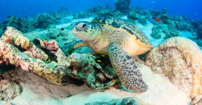 Burias Shoal