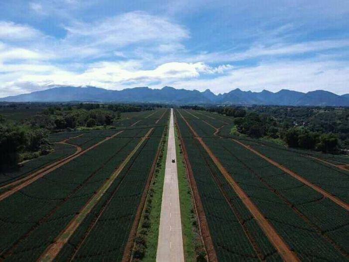 Del Monte Pineapple Farm Plantation