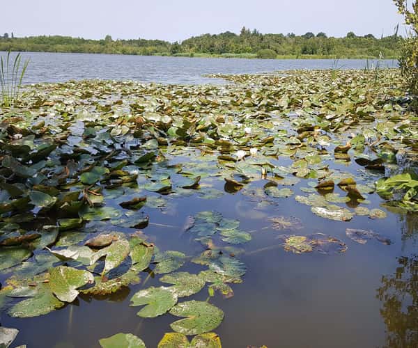 The Broads National Park in Norfolk