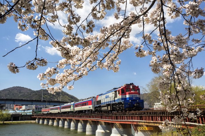 A train crossing over a bridge with blossoms in the foreground - train photography tips 