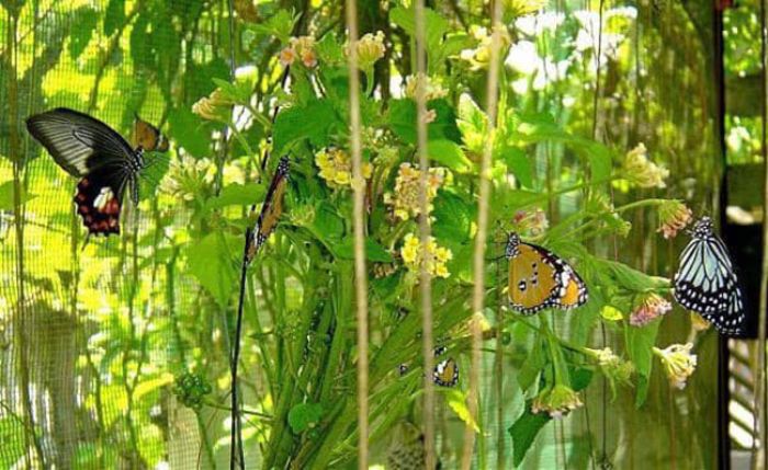 Gasan Butterfly Garden