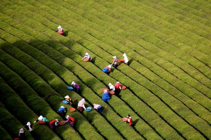 Aerial view of farmers working in fields - travel photography accessories