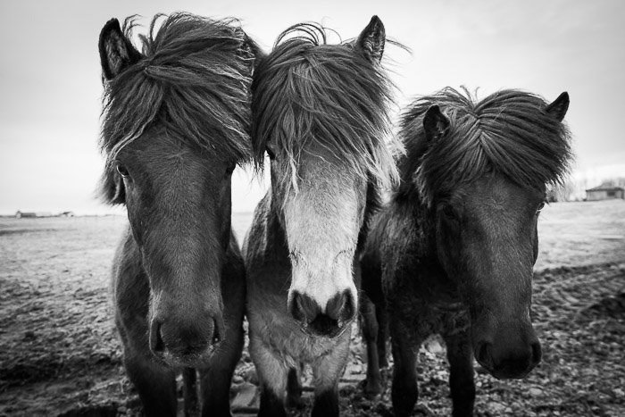 black and white photo of three horses, shot during Casey Kiernan's Iceland Photography workshop
