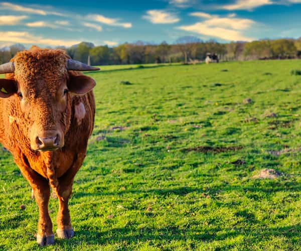 A cow in a Norfolk field