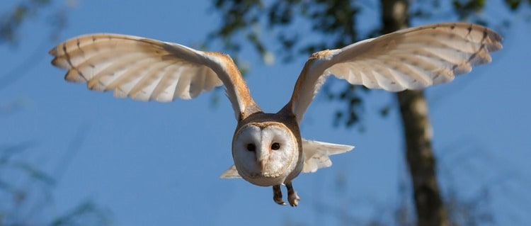 Owl