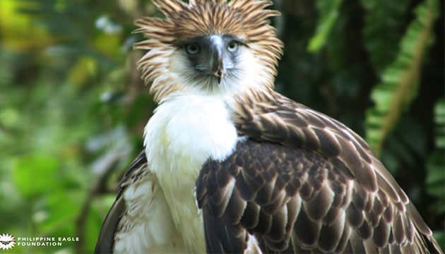 Philippine Eagle Center