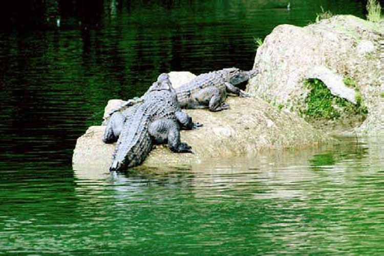 San Mariano Crocodile Sanctuary