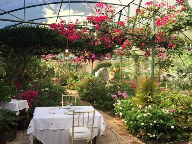 Sonya’s Garden