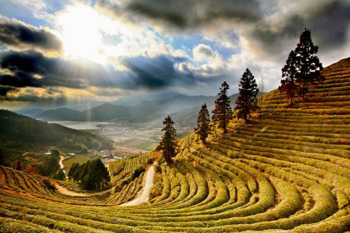Tea fields in asia - travel photography