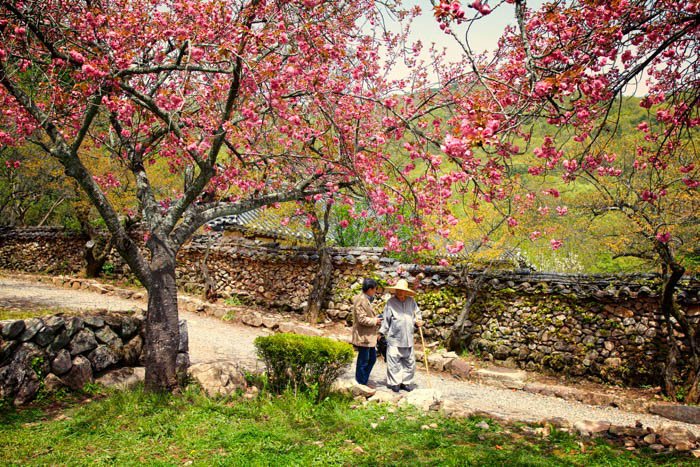 An old couple behind cherry blossom trees - travel photography