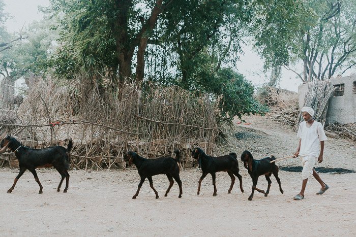 Travel photography of a herd of black goats walking down a road in India. 