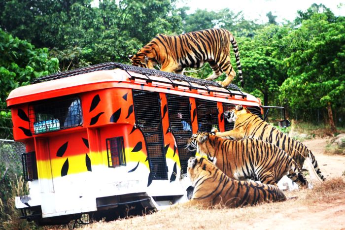 Zoobic Safari