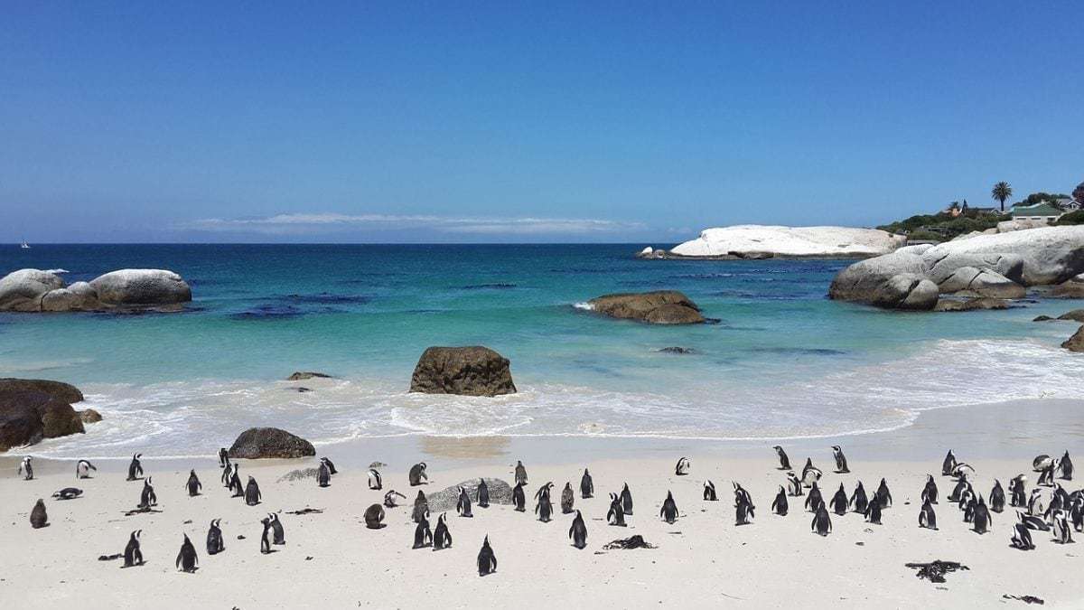 penguins-857206_1280 Best Christmas vacation for families