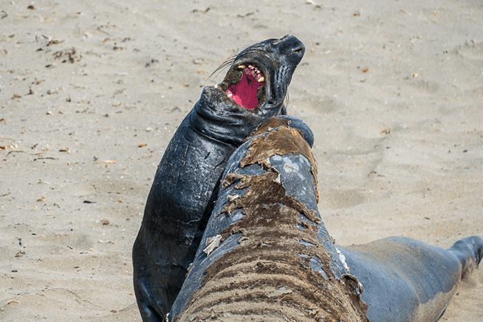 Sea lions show with Sony A6500 continuous shooting
