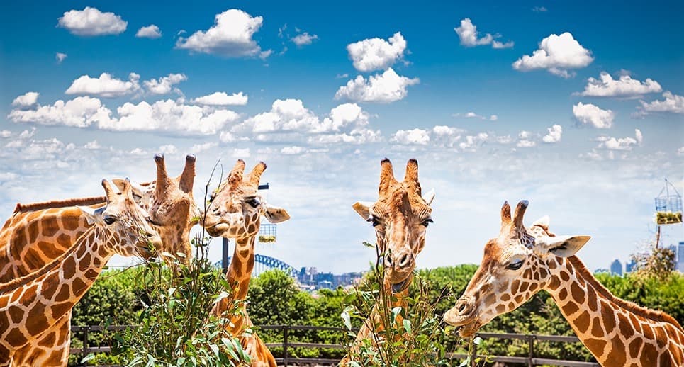 Giraffes at Taronga Zoo, Sydney. Australia. Best Family Trips for Christmas