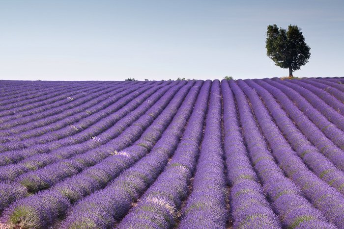 lavender fields in Provence, France