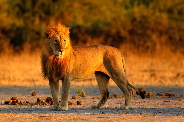 a majestic lion standing with the golden grasses behind him at sunset