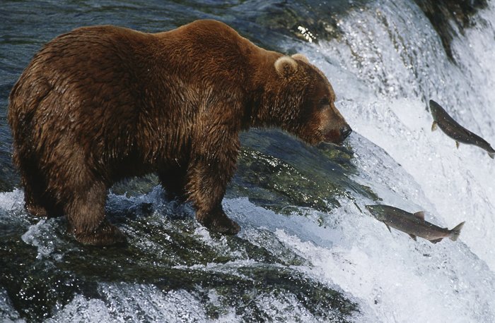 wildlife photography. a bear standing on a rock in a raging river, catching fish swimming upstream